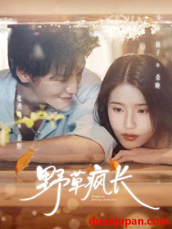 短剧 野草疯长（71集）张洪鸣＆锦子