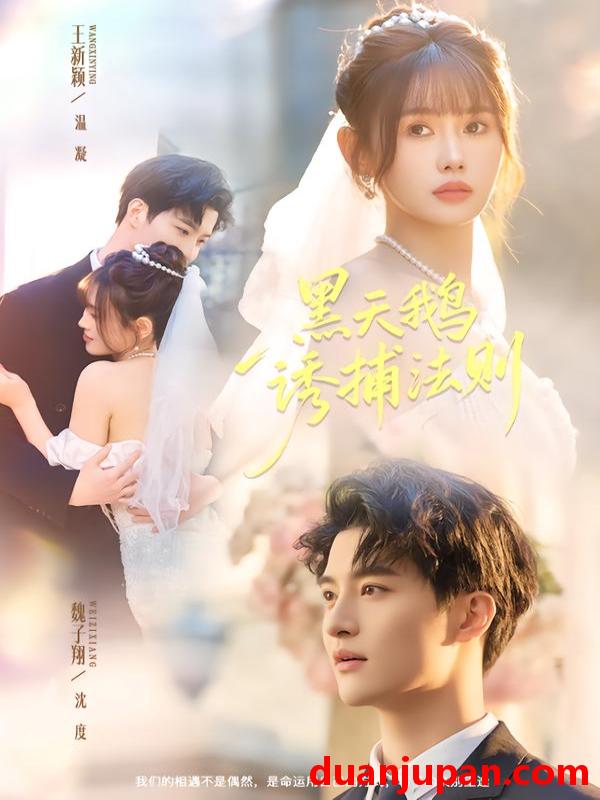 短剧 黑天鹅诱捕法册（80集）魏子翔＆王新颖